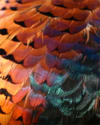 pheasant feathers