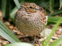 female quail