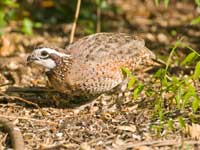 quail in brush