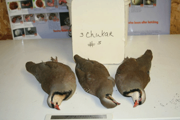 Chukar 5