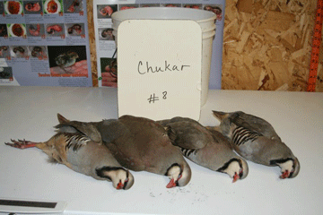 Chukar 8