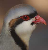 chukar face