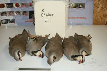 Chukar1