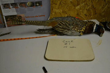 Pheasant 1