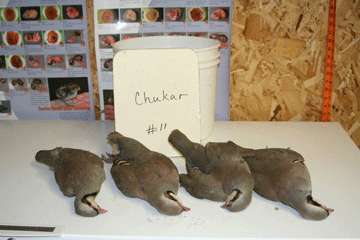 Chukar 11