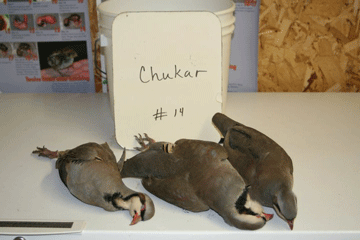 Chukar 14