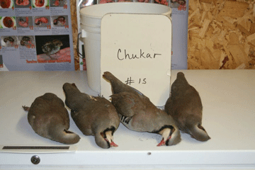 Chukar 15