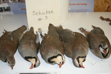 Chukar 3