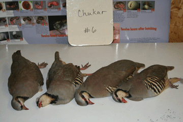 Chukar 6