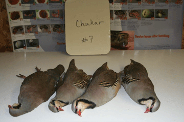 Chukar 7