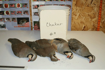 Chukar 9