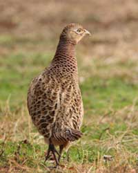 female pheasant