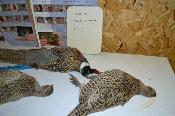 Pheasant Group 